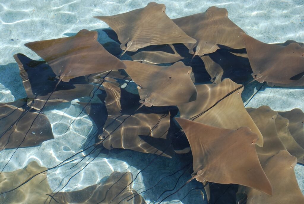 Manta Rays, Bali: localhi