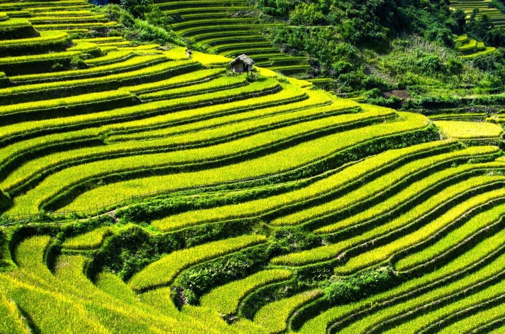 Rice Terraces, Bali
